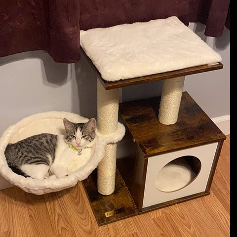 Small Cat Tree for Kittens, Modern Cat Tower for Indoor Cats, Wooden Cat Condo with Scratching Posts