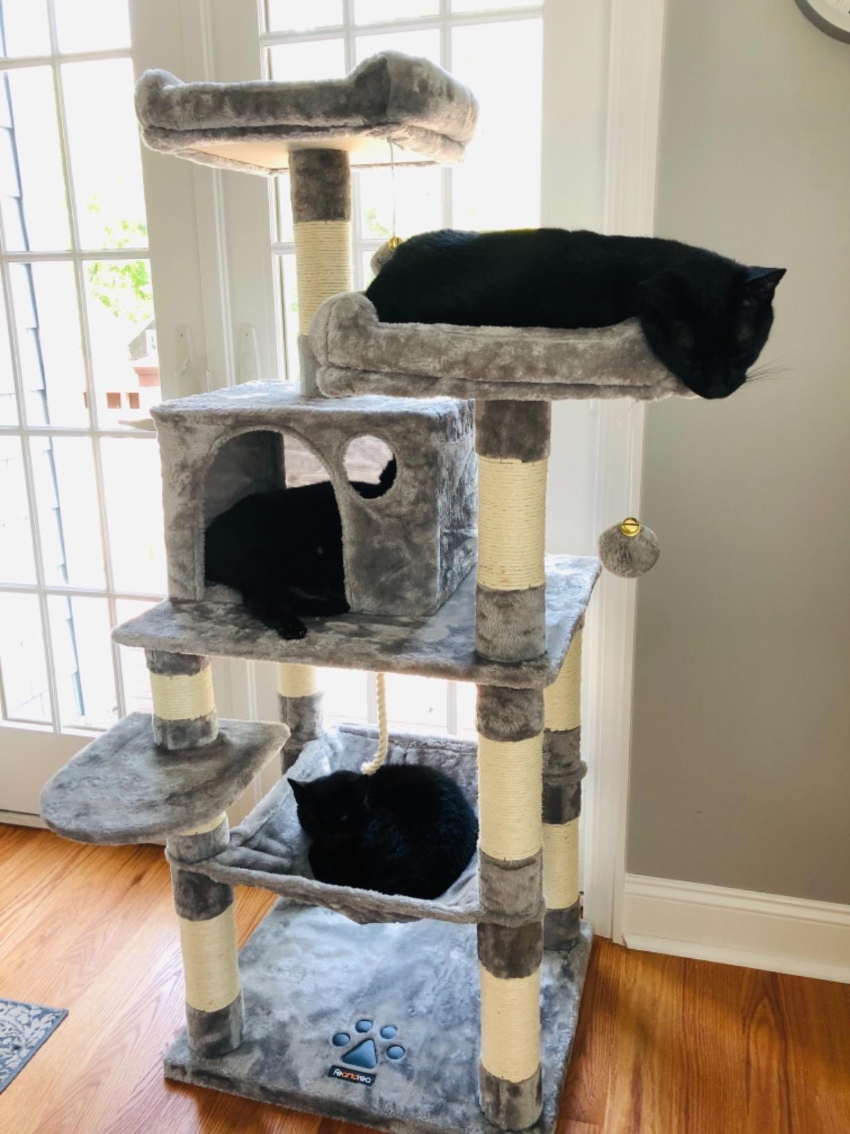 Dual Platforms Cat Tree - HWLEXTRA