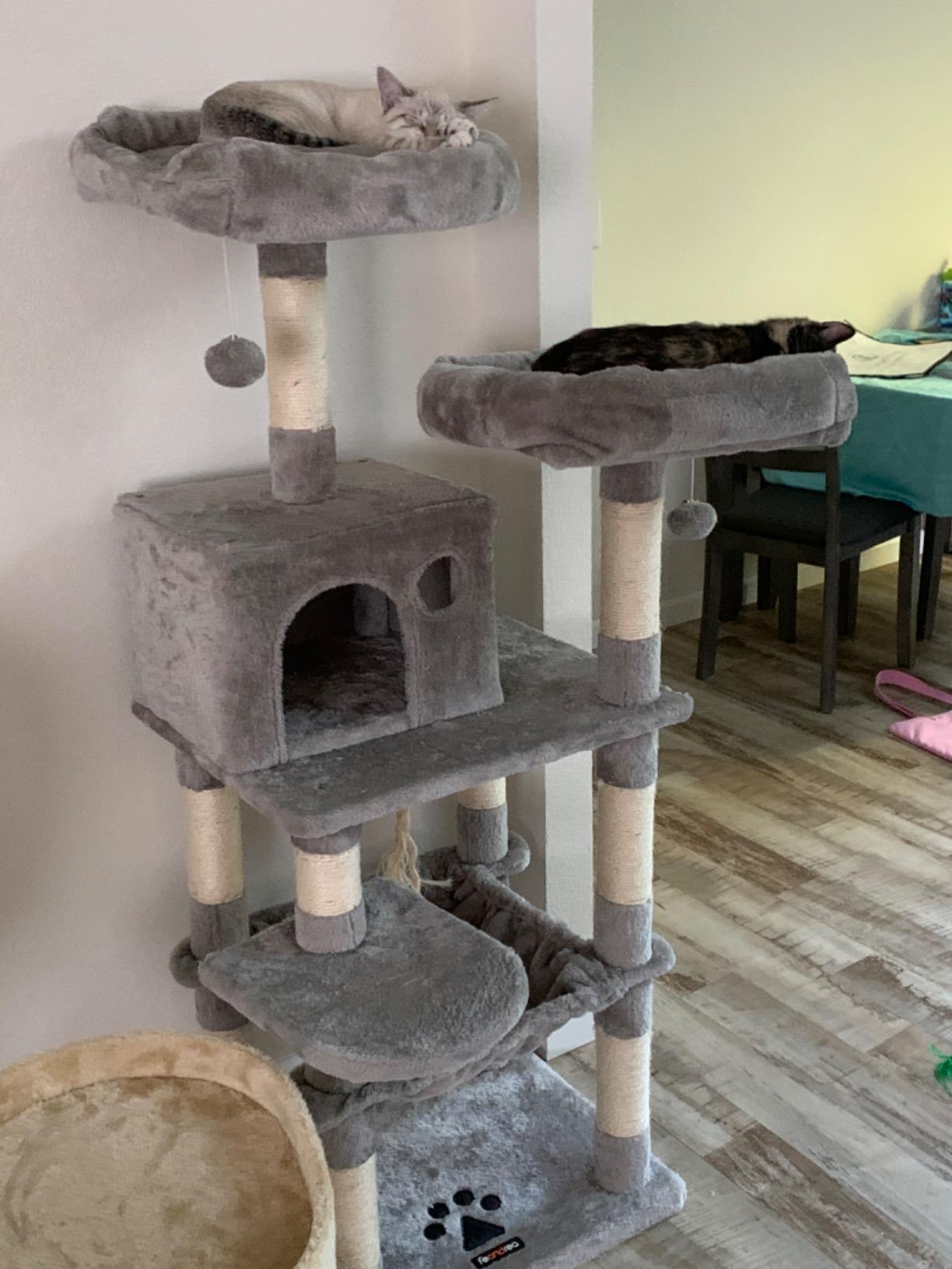 Dual Platforms Cat Tree - HWLEXTRA