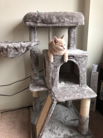 Side Slope Cat Tree - HWLEXTRA